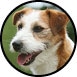 prix-chien-jack-russell-terrier
