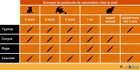 protocole-calendrier-vaccin-vaccination-vacciner-chat