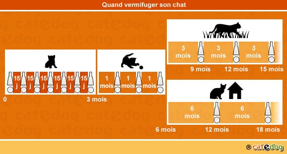 quand-vermifuger-chat