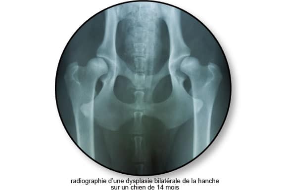 radiographie-dysplasie-hanche-chien