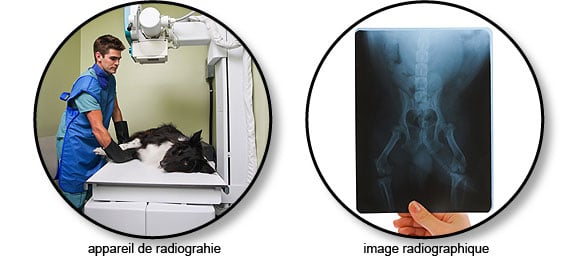 radiographie_chien_chat
