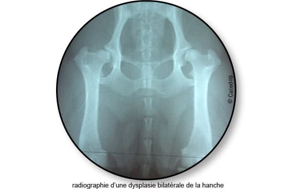 radiographie_dysplasie-hanche_chien_catedog