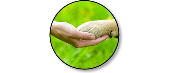 relation_homme_chien