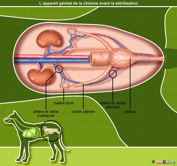 reproduction_appareil-genital_chienne