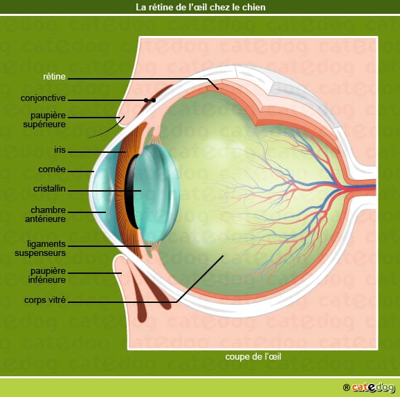 retine_oeil_chien