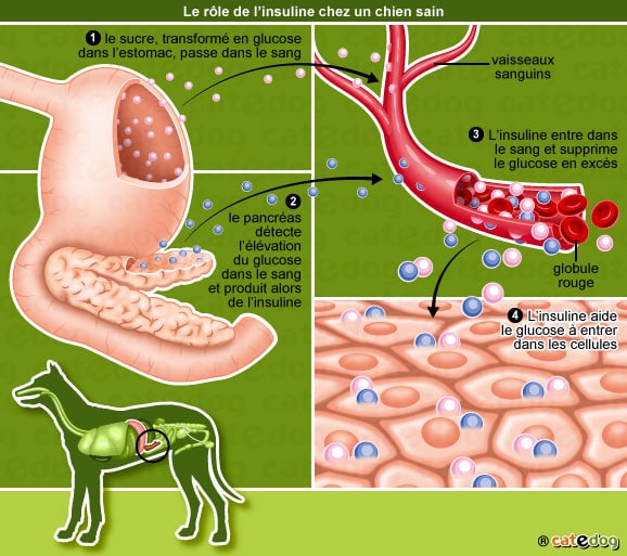 role-insuline-glucose-sucre-diabete-chien