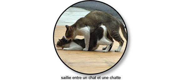 saillie_chat
