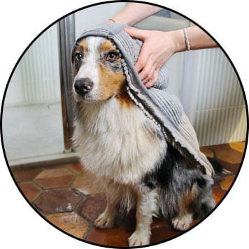 Serviette microfibre pour le bain et sécher le chien
