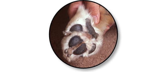 soigner_coussinets_chien