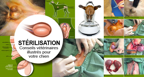 sterilisation-castration-castrer-steriliser-operation-chien