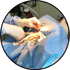 Stérilisation chez la chienne pendant la chirurgie