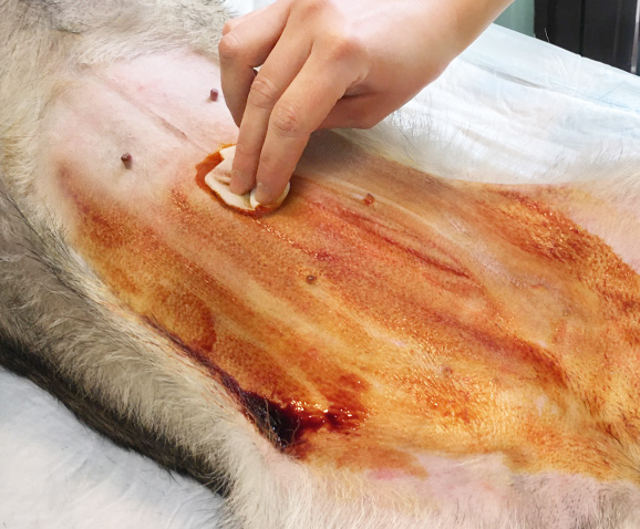 Stérilisation de la chienne