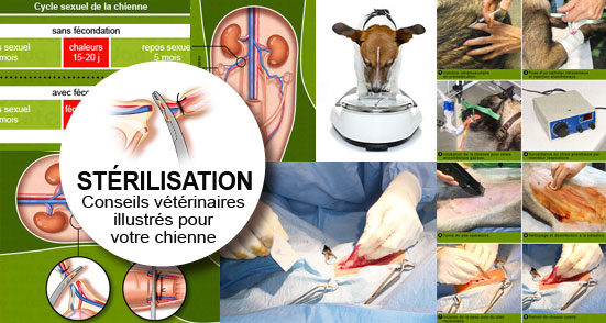 sterilisation-steriliser-operation-ovariectomie-ovario-chienne