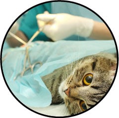 Stérilisation chez le chat femelle ou chatte