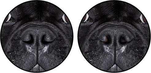 Syndrome brachycéphale et sténose des narines chez le chien Bouledogue