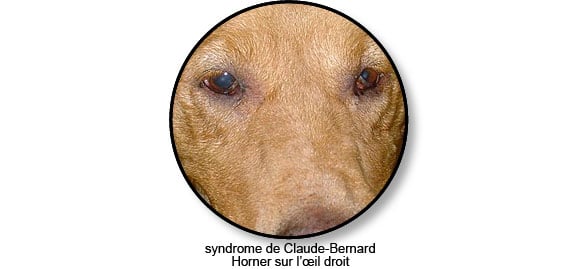 syndrome_claude_bernard_horner_chien_chat