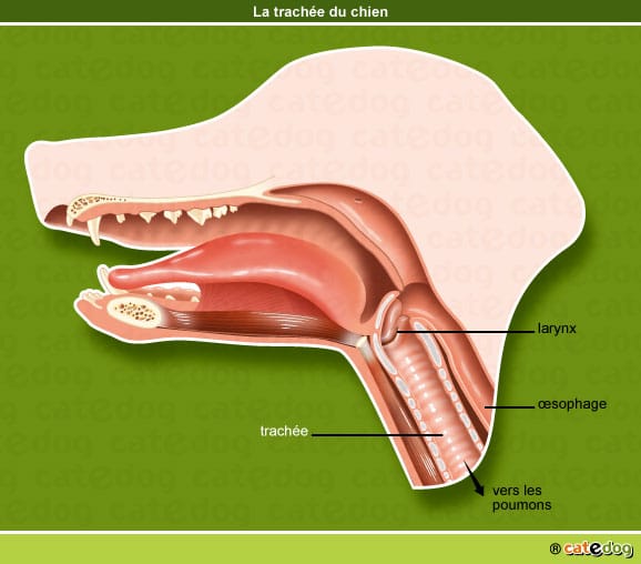 tracheite-trachee-larynx-poumon-respiration-chien