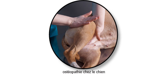 traitement-soins-osteopathie-arthrose-chien