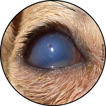 Ulcère de la cornée de l'œil du chien