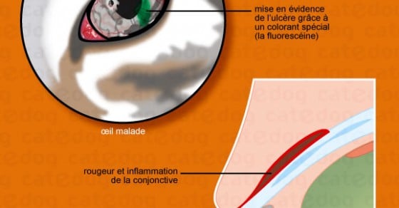 Ulcere De La Cornee De L Oeil Du Chat Conseil Veto Illustre Catedog