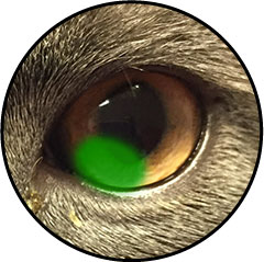 Ulcère de l'œil ou de la cornée chez un chat