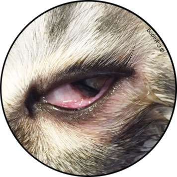 Ulcère de l'œil ou de la cornée chez un chat
