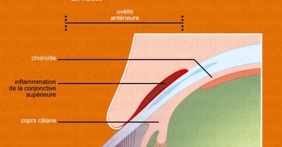 Uveite Du Chat Symptome Traitement Conseil Veto Illustre Catedog