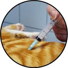 Vaccination et vaccin du chat
