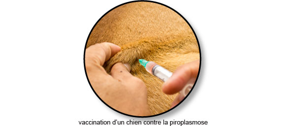 vaccination-vaccin-piroplasmose-tique-chien