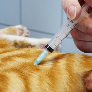 Vaccin Du Chaton Et Du Chat Conseils Veto En Photos Catedog