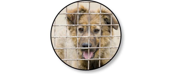 adoption-chien-refuge