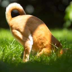 Pourquoi mon chien creuse des trous - Conseil véto illustré - Catedog