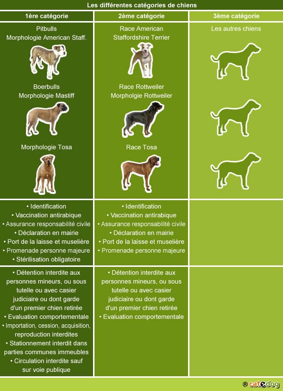 Loi sur les chiens dangereux - Conseil véto illustré - Catedog