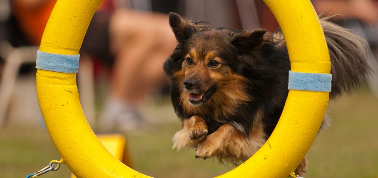 agility-jumping-chien