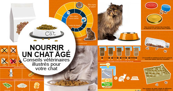 Alimentation Du Chat Age Conseil Veto Illustre Catedog