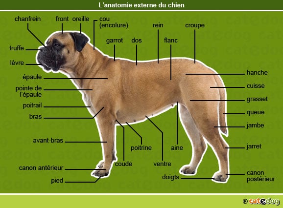 anatomie-chien-externe-illustration-dessin-photo