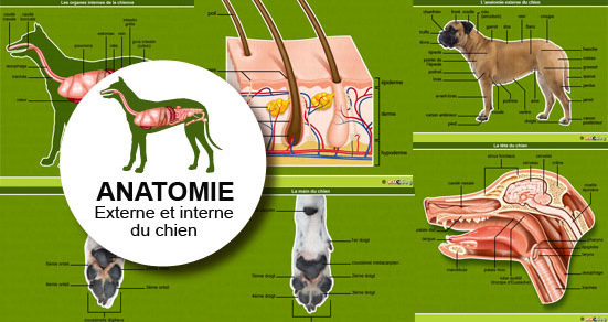 Anatomie du chien mâle et femelle - Conseil véto illustré - Catedog
