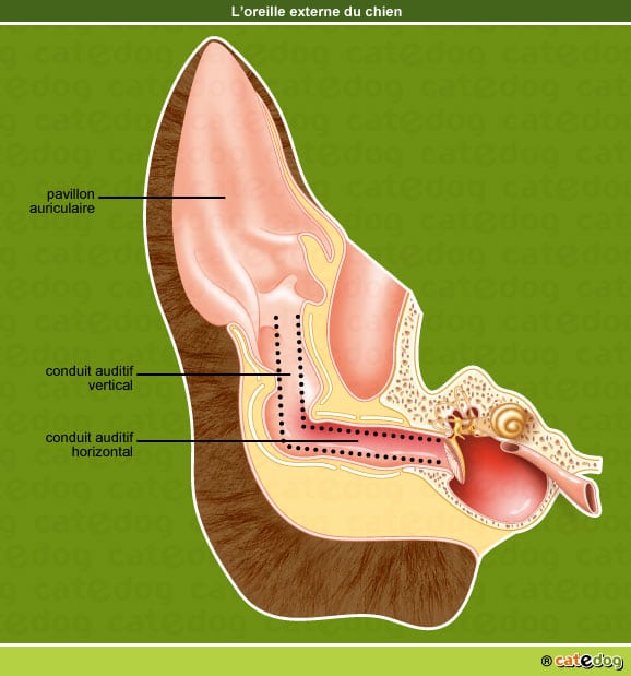 Anatomie de l'oreille externe du chien