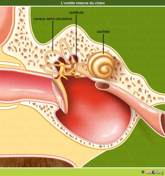Anatomie de l'oreille interne du chien