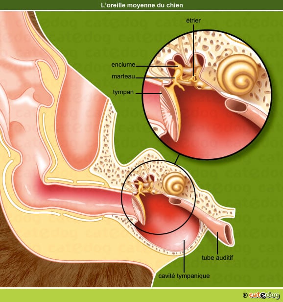 Anatomie de l'oreille moyenne du chien