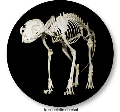 Anatomie Du Squelette Du Chat Conseil Veto Illustre Catedog