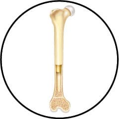 Anatomie osseuse et squelette et fémur du chat