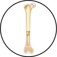 Anatomie osseuse et squelette et fémur du chien