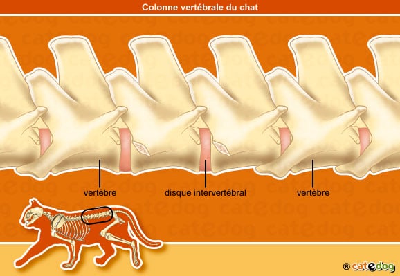 Squelette et anatomie de la colonne vertébrale du chat