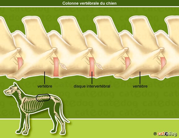 Squelette et anatomie de la colonne vertébrale du chien