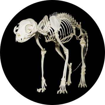 Anatomie osseuse et squelette du chat