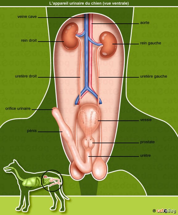 anatomie-chien-appareil-urinaire-rein-penis-catedog