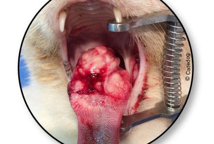 Tumeur de la bouche du chat : traitement, espérance de vie ...