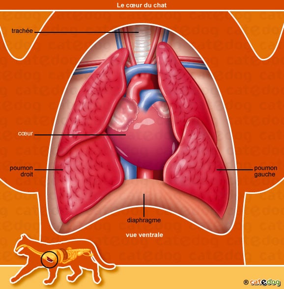 anatomie-chat-coeur-diaphragme-poumon-catedog