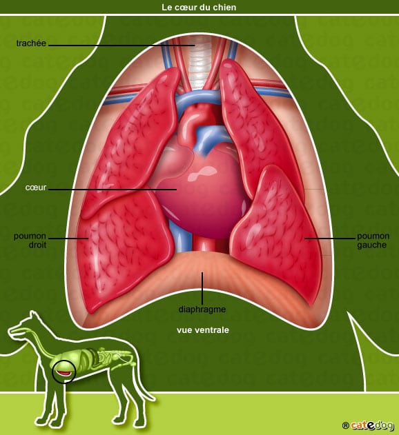 anatomie-chien-coeur-poumons-diaphragme-catedog